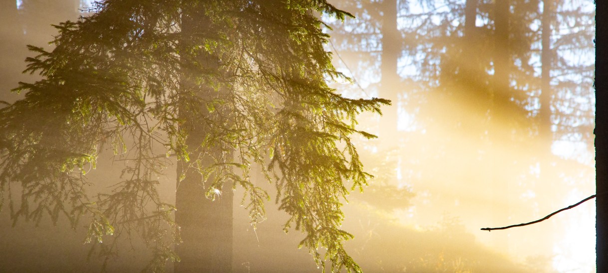 Reduktion und Vor-Weihnachtliches