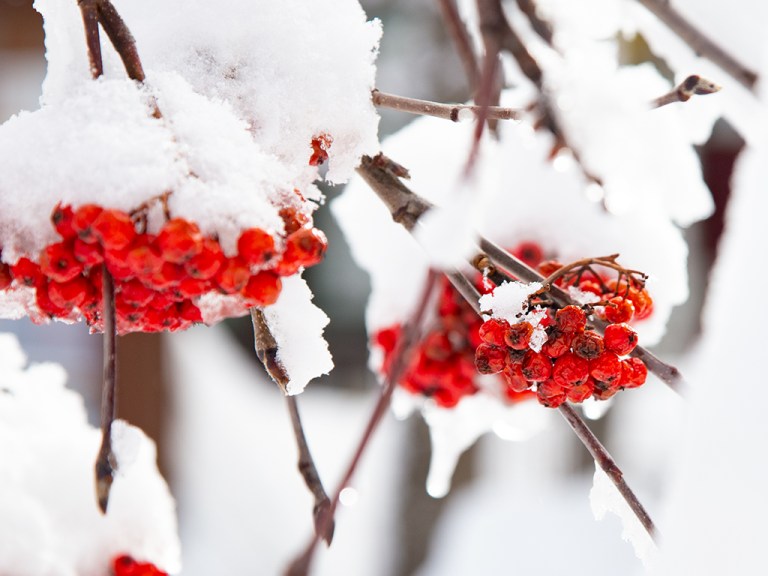 knallrote Beeren der Eberesche unter einem frischen Schneehäubchen, Eiszapfen, im Gegenlicht, Winter 2020
