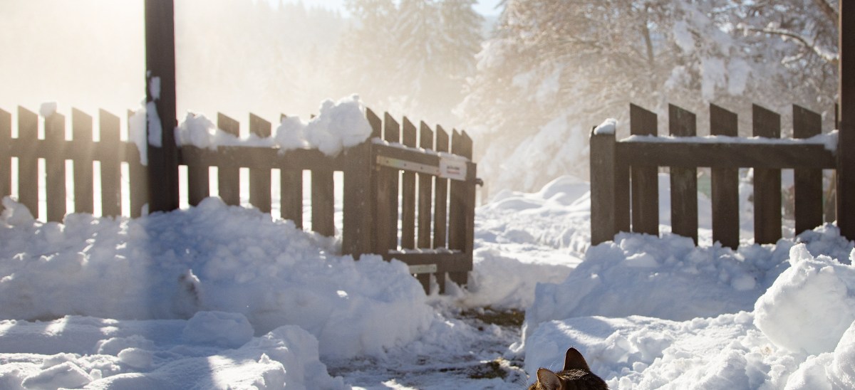 Zwölf Raunächte und drei&nbsp;Gingkos