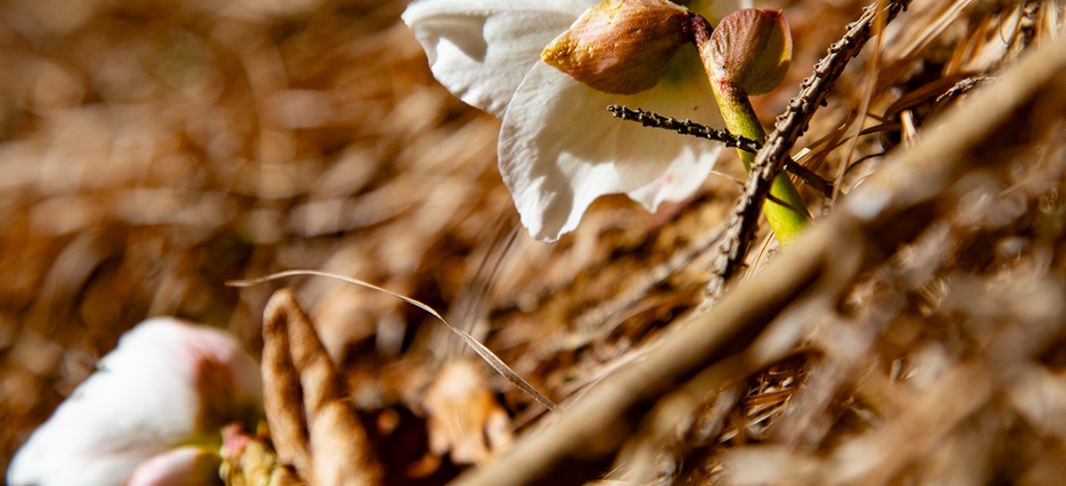 Erschaffen und erstaunen