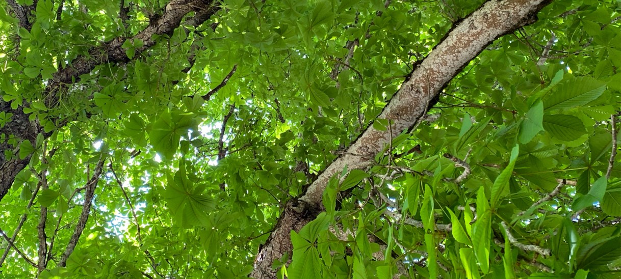 Mensch denkt, das Leben&nbsp;lenkt