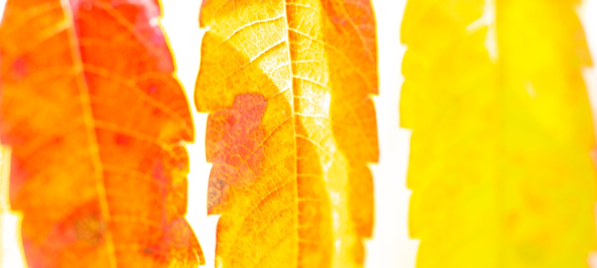 Die Seele und ein Künstlerinnenstatement