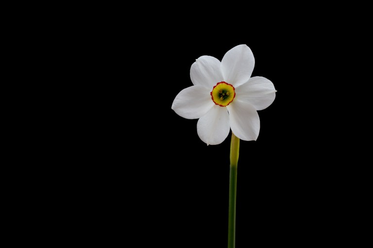 Wilde Narzisse, weiß, vor schwarzem Hintergrund