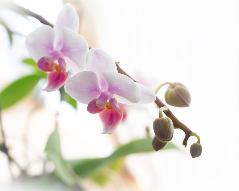 Orchidee mit weißen Blütenblättern, zur Mitte hin purpurfarben mit gelben Einschlüssen. Blüten und Knospen an einem Seitenarm.