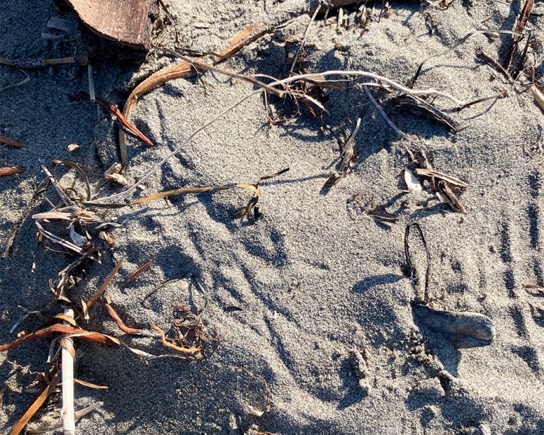 Vogel- und Muschelspuren am Sandstrand
