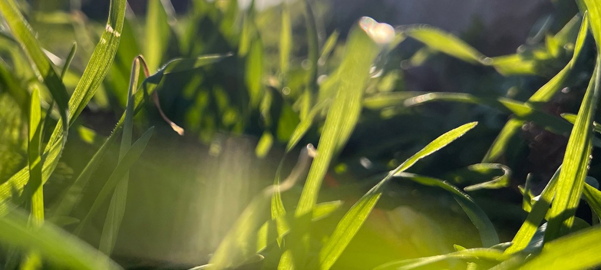 Der Frühling beginnt, zu&nbsp;beginnen