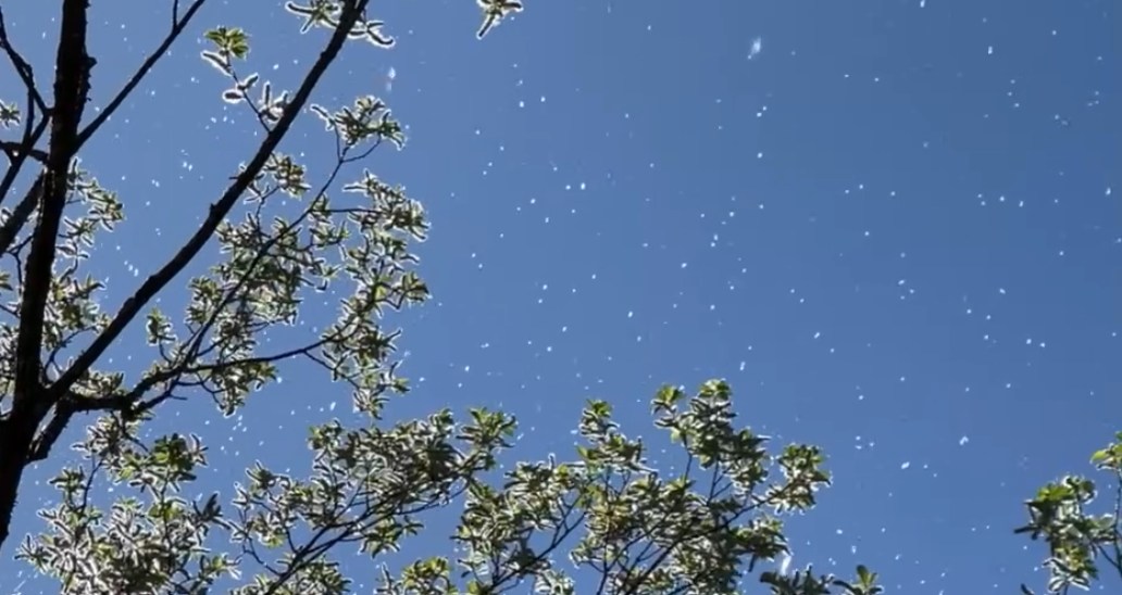 Eine Terrasse, Tränen und viele&nbsp;Pollen